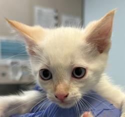 Shelter Stray Male Cat last seen Near Serenote Terrace, San Diego, CA, 92114, San Diego, CA 92110