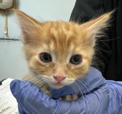 Shelter Stray Male Cat last seen Near Serenote Terrace, San Diego, CA, 92114, San Diego, CA 92110
