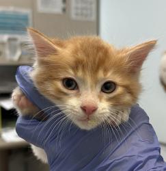 Shelter Stray Male Cat last seen Near Serenote Terrace, San Diego, CA, 92114, San Diego, CA 92110