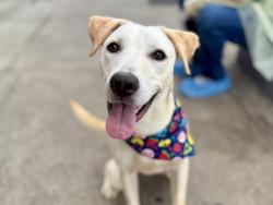 Shelter Stray Male Dog last seen Unknown Street, NEW YORK, NY, 10029, 326 E 110th St, New York, NY 10029, USA