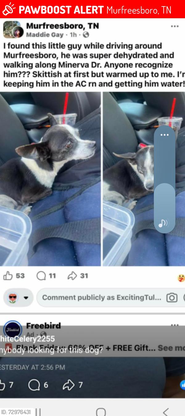 Lost Female Dog last seen Manirva and Olympia , Murfreesboro, TN 37130