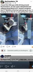 Lost Female Dog last seen Manirva and Olympia , Murfreesboro, TN 37130