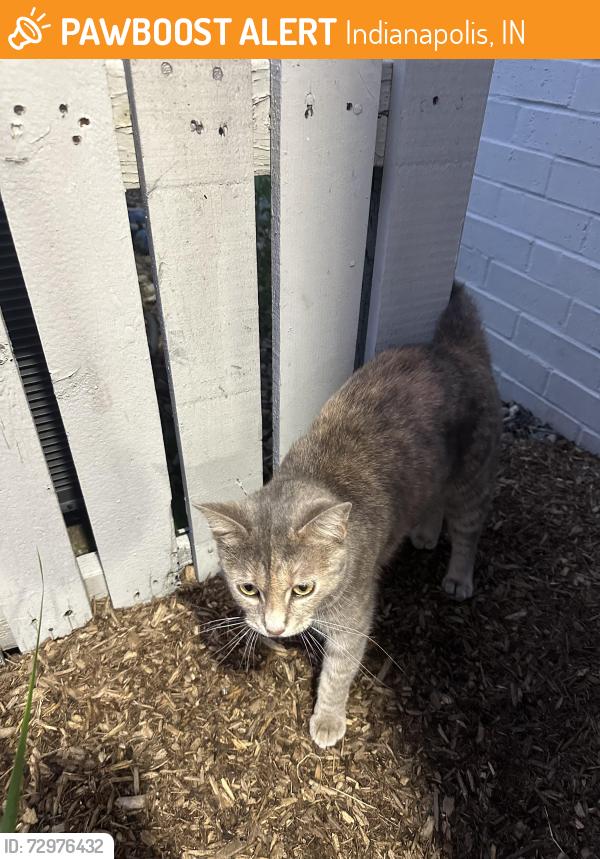 Found/Stray Female Cat last seen Allisonville Rd. & I-465 near Kittles Furniture, Indianapolis, IN 46250