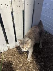 Found/Stray Female Cat last seen Allisonville Rd. & I-465 near Kittles Furniture, Indianapolis, IN 46250