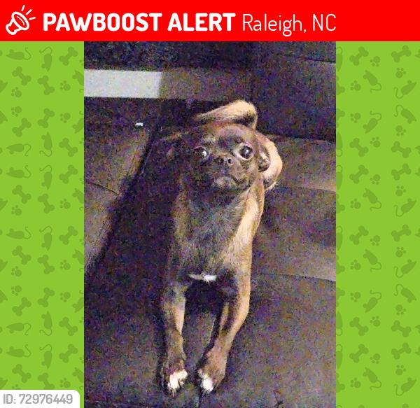 Lost Male Dog last seen Garner rd, Raleigh, NC 27601