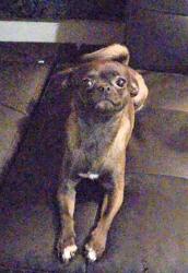 Lost Male Dog last seen Garner rd, Raleigh, NC 27601