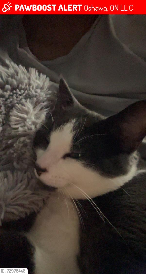 Lost Male Cat last seen Northern dancer, Oshawa, ON L1L 1C6