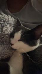 Lost Male Cat last seen Northern dancer, Oshawa, ON L1L 1C6
