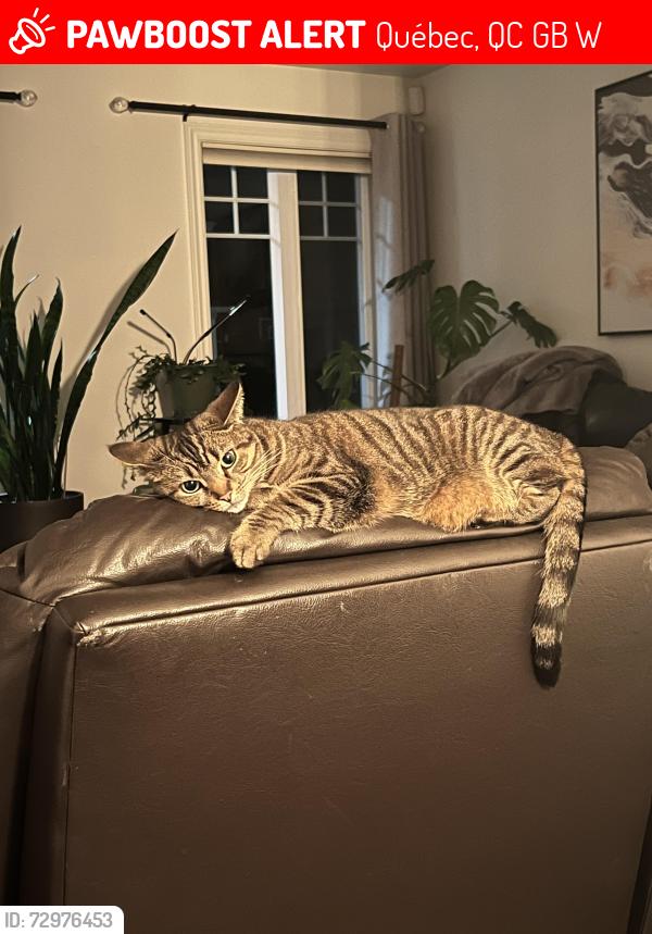 Lost Female Cat last seen Rue tardif , Québec, QC G1B 3W7