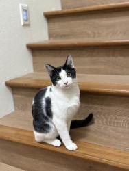 Reunited Male Cat last seen Near SE Cooper St, Portland, OR 97206, USA, Portland, OR 97206