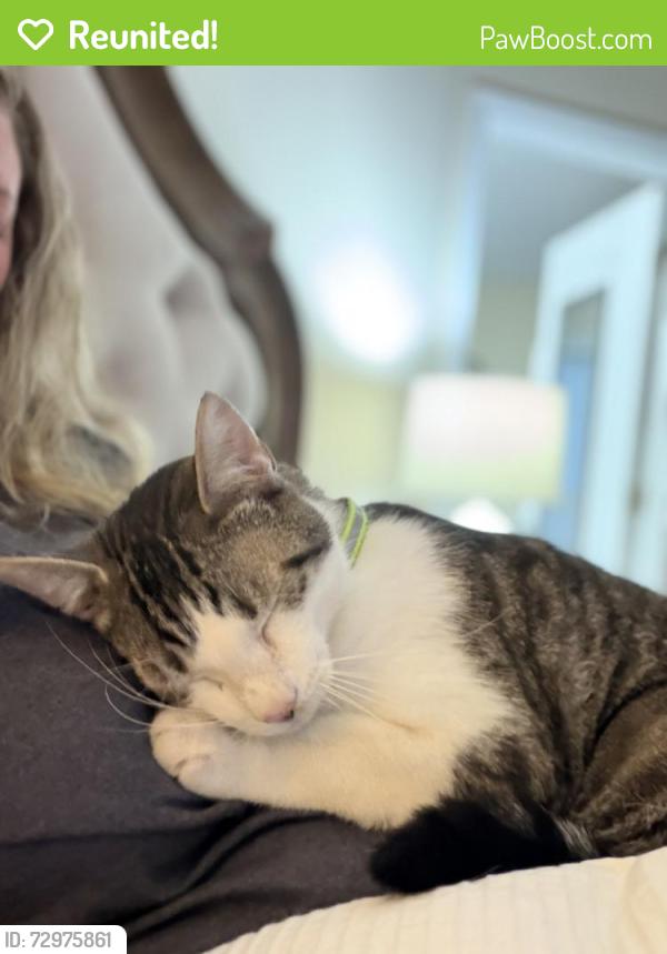 Reunited Male Cat last seen Ashley Brook court and Waldo rood, Cary, NC 27513