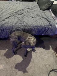 Reunited Female Dog last seen Highway 70, Lebanon, TN 37087