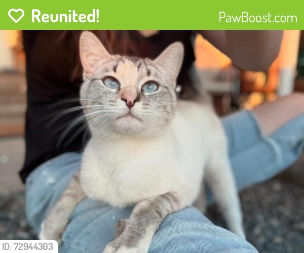 Reunited Female Cat last seen Across from Cooper Winery, Benton City, WA 99320