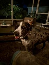 Found/Stray Male Dog last seen 7th St. SW & Johnson Dr. , Ruskin, FL 33570