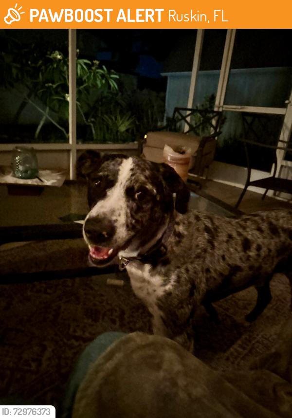 Found/Stray Male Dog last seen 7th St. SW & Johnson Dr. , Ruskin, FL 33570