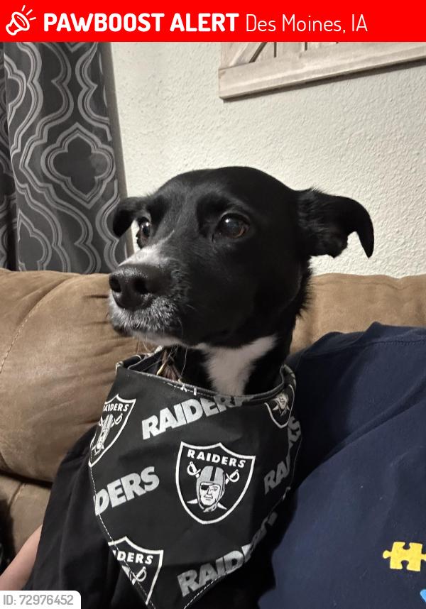 Lost Male Dog last seen Near Morton Ave near grandview college, Des Moines, IA 50316