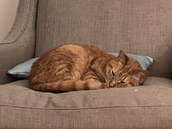 Lost Male Cat last seen Near Oakland dr, Winston-Salem, NC 27106