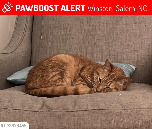 Lost Male Cat last seen Near Oakland dr, Winston-Salem, NC 27106