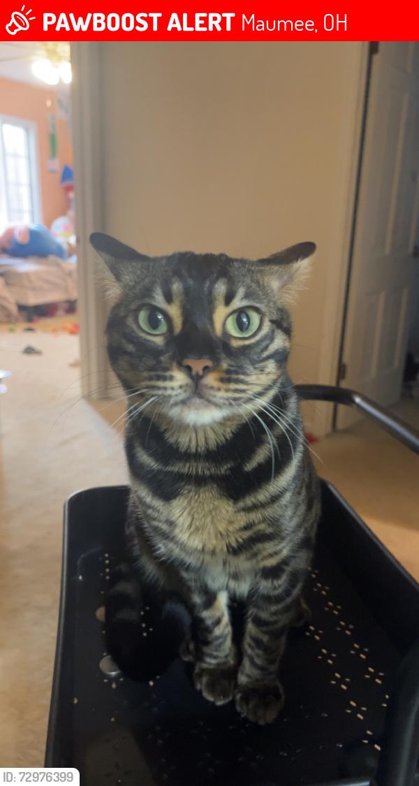 Lost Male Cat last seen Walcott hse , Maumee, OH 43537