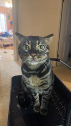 Lost Male Cat last seen Walcott hse, Maumee, OH 43537