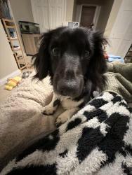 Lost Female Dog last seen Eaton Rd , Hamilton, OH 45013