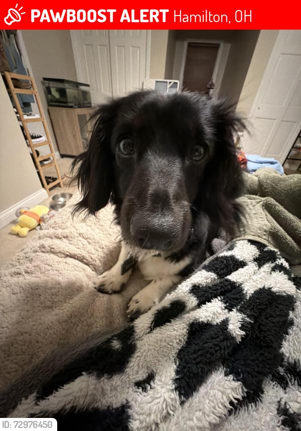 Lost Female Dog last seen Eaton Rd , Hamilton, OH 45013