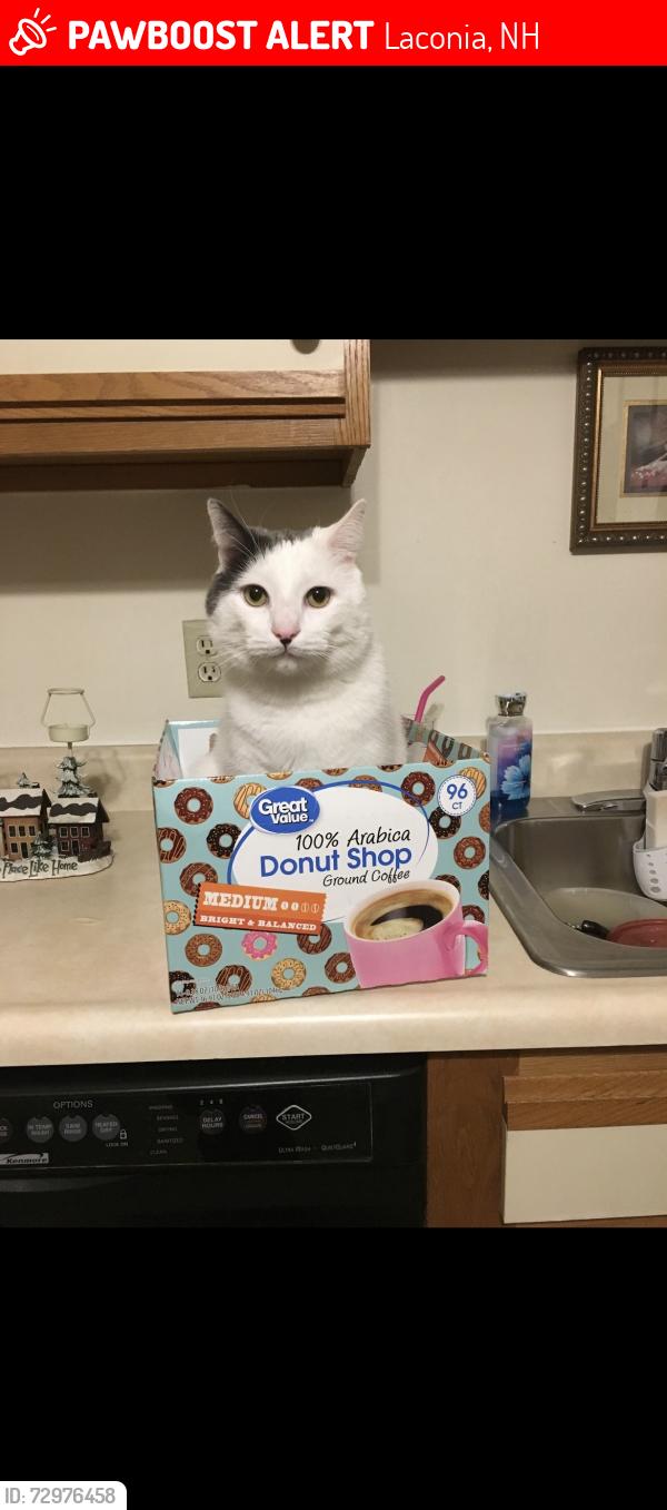 Lost Male Cat last seen Endicott St N, Laconia, NH 03246