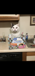Lost Male Cat last seen Endicott St N, Laconia, NH 03246