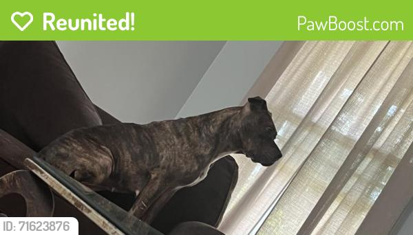 Reunited Female Dog last seen Smith Hines and Lomond Lane, Greenville, SC 29607