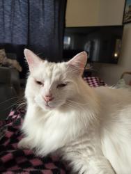 Reunited Male Cat last seen SE Bell and SE Thompson , Corvallis, OR 97333