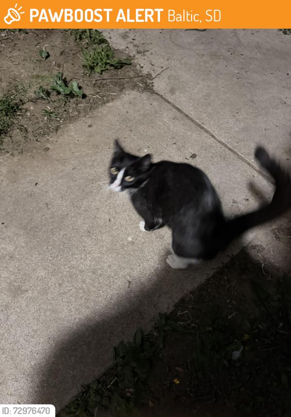 Found/Stray Unknown Cat last seen Kringen ave Baltic sd , Baltic, SD 57003