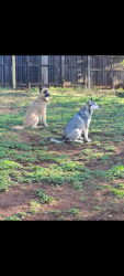 Reunited Male Dog last seen Kelly and Santa Fe , Edmond, OK 73003