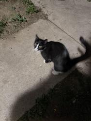 Found/Stray Unknown Cat last seen Kringen ave Baltic sd , Baltic, SD 57003