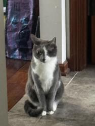 Reunited Female Cat last seen Near the pond that is behind our house. St James and st Theresa intersection, Avon, OH 44011