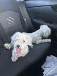 Found/Stray Unknown Dog last seen Cabarita Ave, Enterprise, NV 89178
