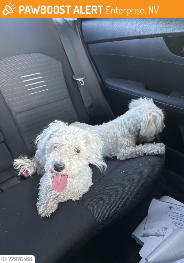 Found/Stray Unknown Dog last seen Cabarita Ave, Enterprise, NV 89178