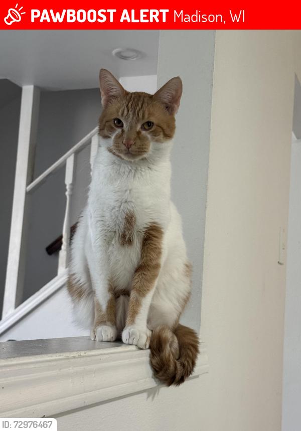 Lost Male Cat last seen Close to elvert park, Madison, WI 53719