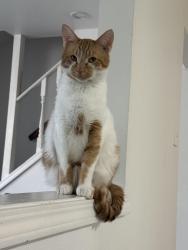 Lost Male Cat last seen Close to elvert park, Madison, WI 53719