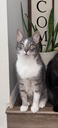 Lost Male Cat last seen Society Hill Drive , Galloway, NJ 08205