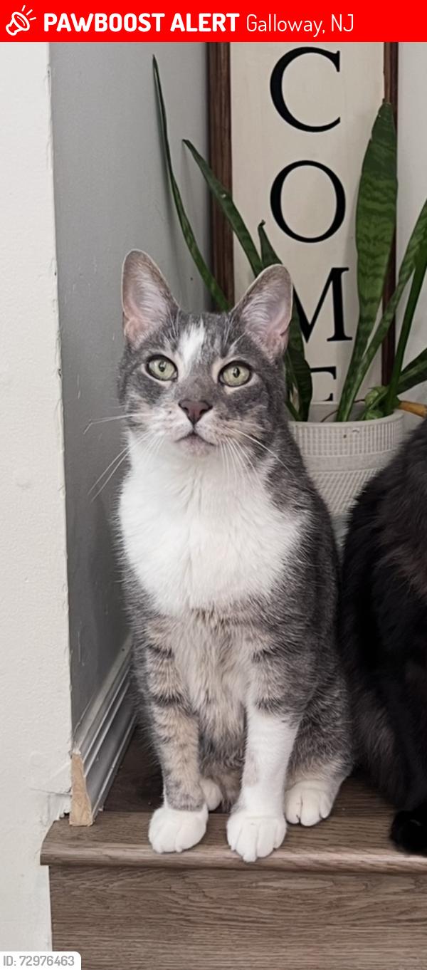 Lost Male Cat last seen Society Hill Drive , Galloway, NJ 08205