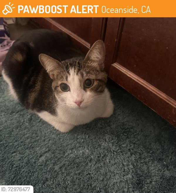 Found/Stray Unknown Cat last seen Roymer, Oceanside, CA 92058