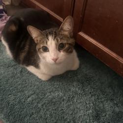 Found/Stray Unknown Cat last seen Roymer, Oceanside, CA 92058