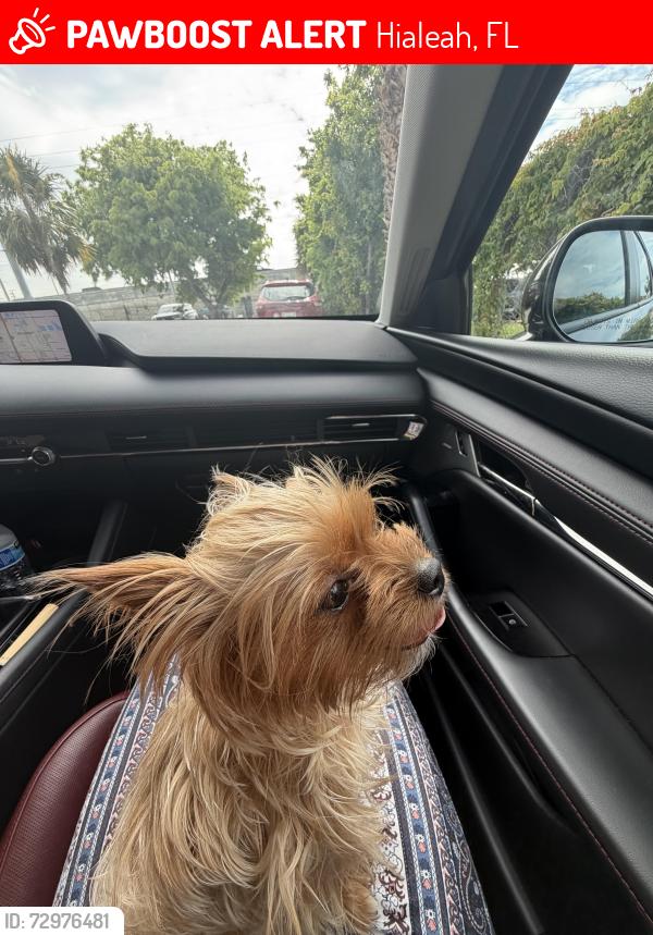 Lost Female Dog last seen 5607w 20th Ave , Hialeah, FL 33012