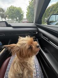 Lost Female Dog last seen 5607w 20th Ave , Hialeah, FL 33012