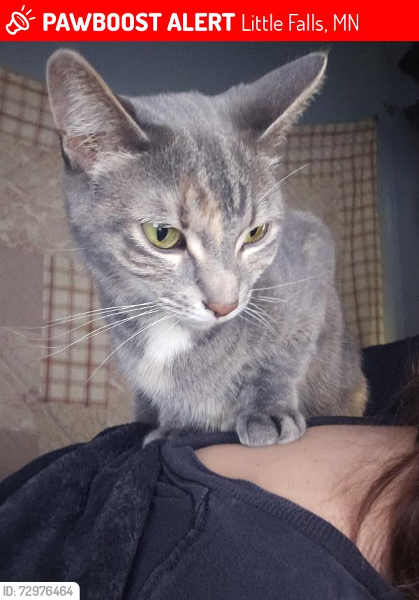 Lost Female Cat last seen Train tracks, Little Falls, MN 56345