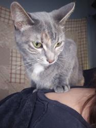Lost Female Cat last seen Train tracks, Little Falls, MN 56345