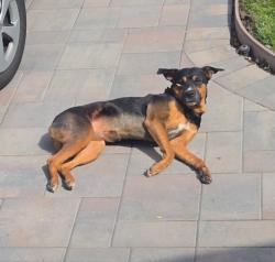 Found/Stray Unknown Dog last seen 108th and Bancroft , Oakland, CA 94603