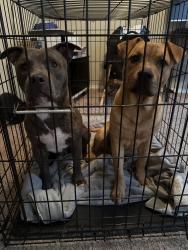 Found/Stray Male Dog last seen Rolling Oaks - Berryhill, Tulsa, OK 74107