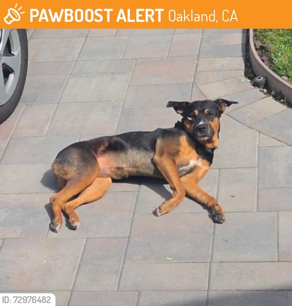 Found/Stray Unknown Dog last seen 108th and Bancroft , Oakland, CA 94603