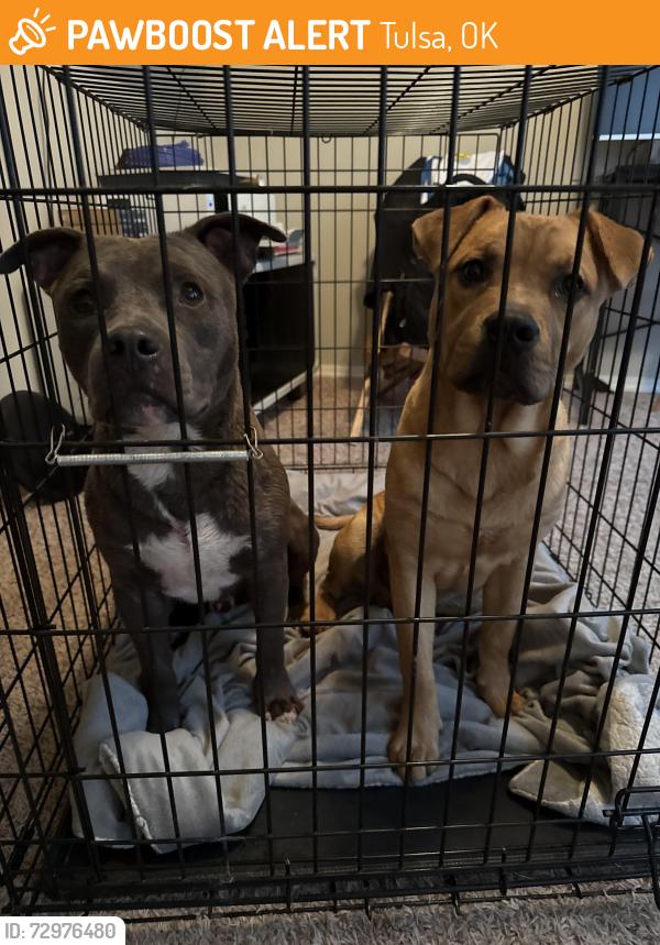 Found/Stray Male Dog last seen Rolling Oaks - Berryhill, Tulsa, OK 74107